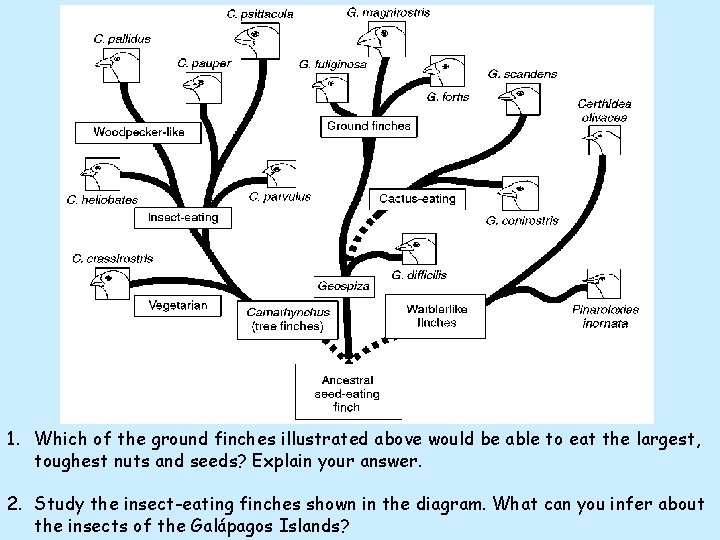 Darwin’s Finches – A Close Look at Darwin’s Finches When Charles Darwin traveled to