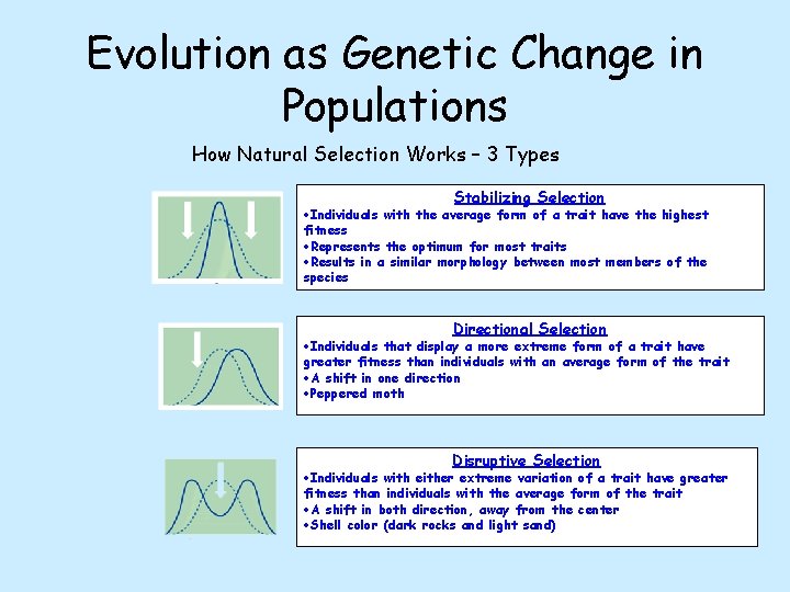 Evolution as Genetic Change in Populations How Natural Selection Works – 3 Types Stabilizing