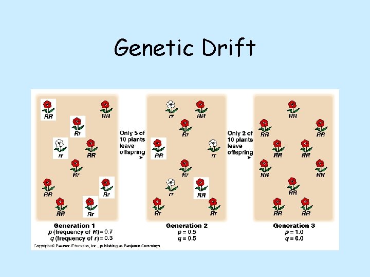 Genetic Drift 