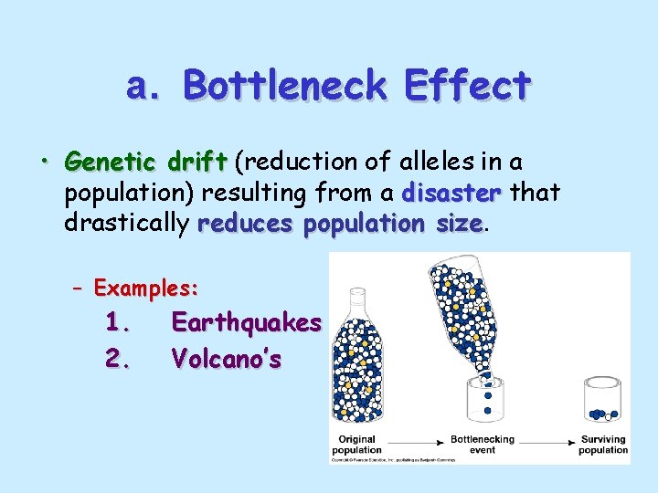 a. Bottleneck Effect • Genetic drift (reduction of alleles in a population) resulting from