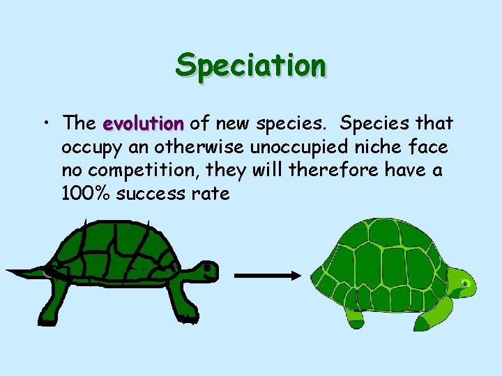 Speciation • The evolution of new species. Species that occupy an otherwise unoccupied niche