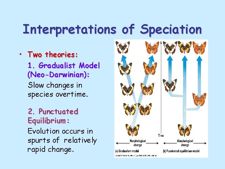 Interpretations of Speciation • Two theories: 1. Gradualist Model (Neo-Darwinian): Slow changes in species