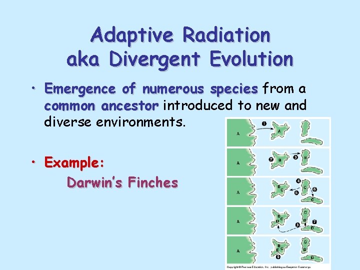 Adaptive Radiation aka Divergent Evolution • Emergence of numerous species from a common ancestor