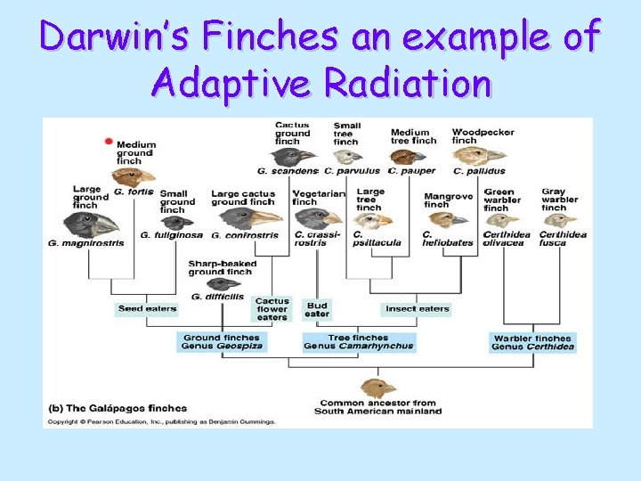 Darwin’s Finches an example of Adaptive Radiation 