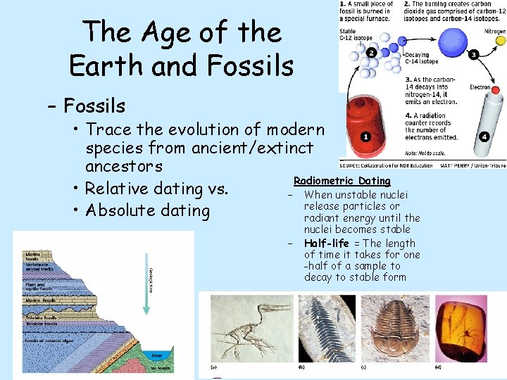 The Age of the Earth and Fossils – Fossils • Trace the evolution of