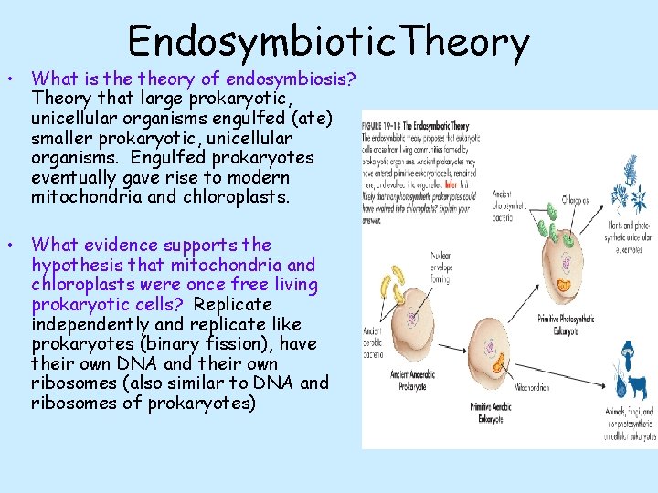 Endosymbiotic. Theory • What is theory of endosymbiosis? Theory that large prokaryotic, unicellular organisms