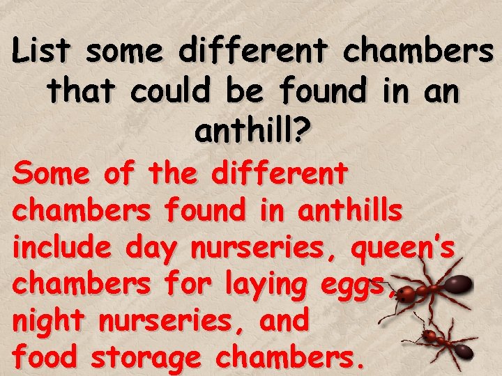 List some different chambers that could be found in an anthill? Some of the List some different chambers that could be found in an anthill? Some of the