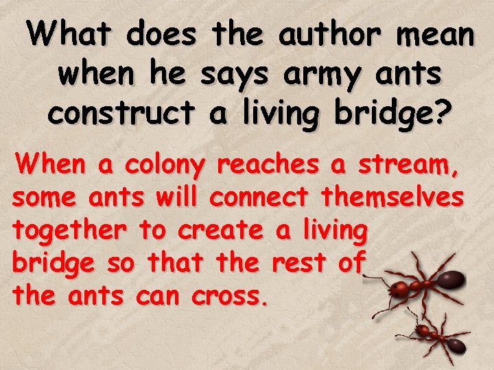 What does the author mean when he says army ants construct a living bridge? What does the author mean when he says army ants construct a living bridge?