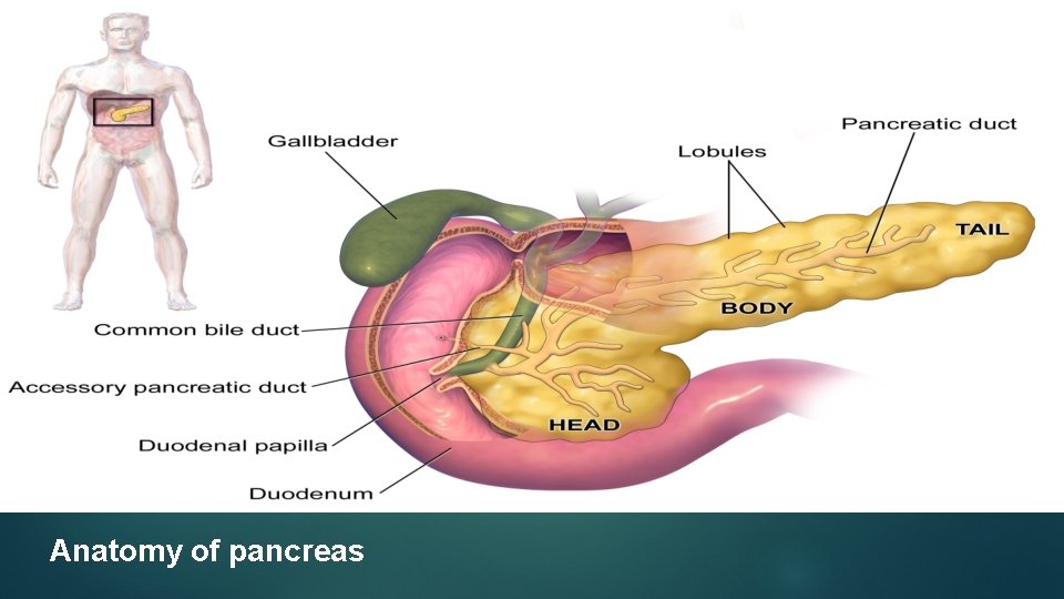 Anatomy of pancreas 