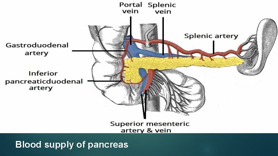 Blood supply of pancreas 