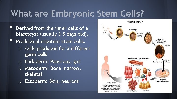 What are Embryonic Stem Cells? • • Derived from the inner cells of a