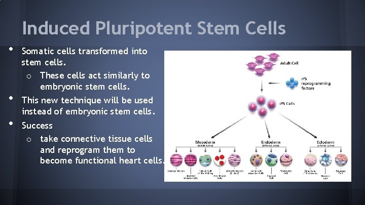 Induced Pluripotent Stem Cells • • • Somatic cells transformed into stem cells. o