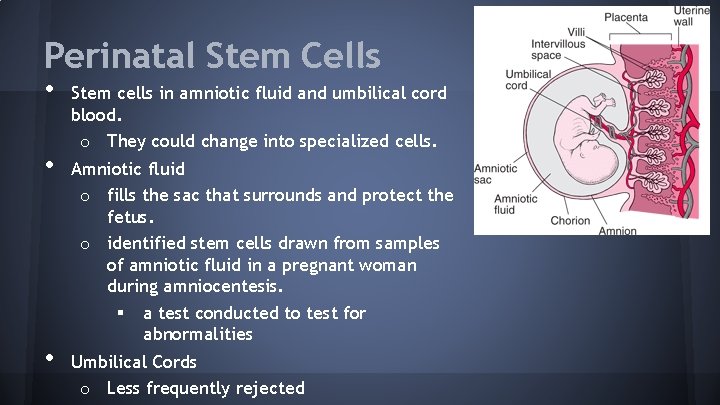 Perinatal Stem Cells • • • Stem cells in amniotic fluid and umbilical cord