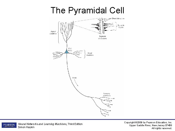 The Pyramidal Cell Neural Networks and Learning Machines, Third Edition Simon Haykin Copyright ©