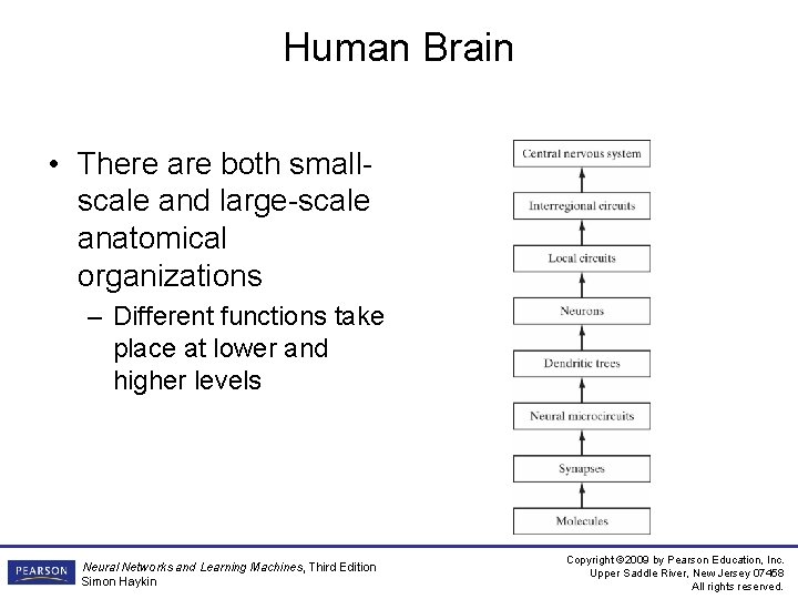 Human Brain • There are both smallscale and large-scale anatomical organizations – Different functions