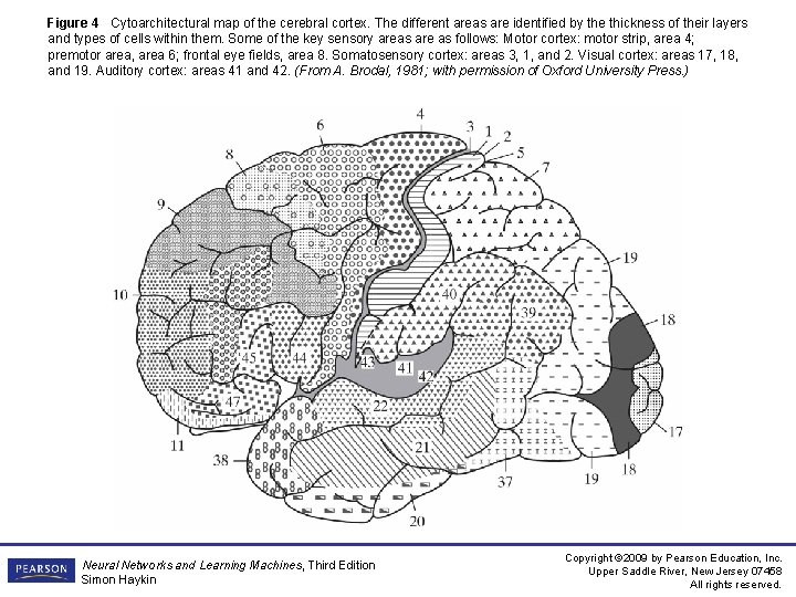 Figure 4 Cytoarchitectural map of the cerebral cortex. The different areas are identified by