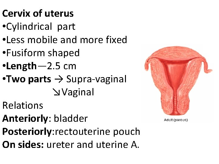 Cervix of uterus • Cylindrical part • Less mobile and more fixed • Fusiform