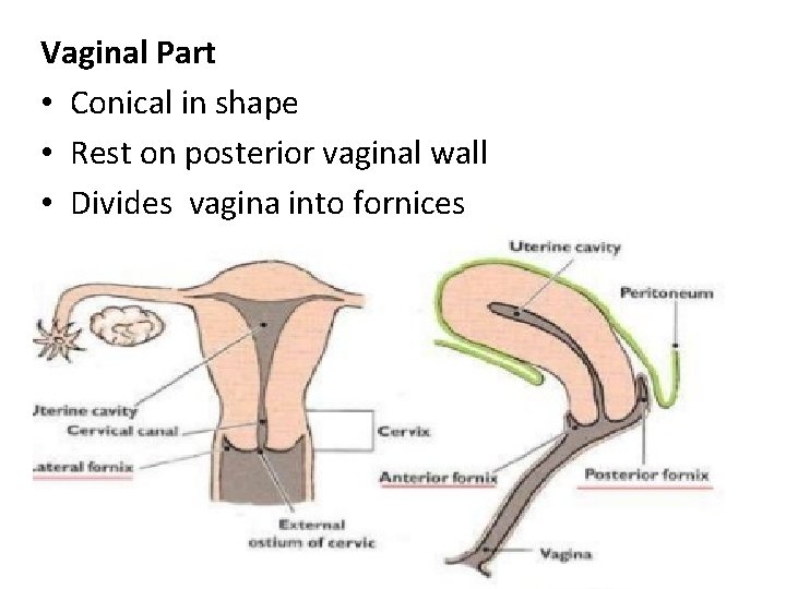 Vaginal Part • Conical in shape • Rest on posterior vaginal wall • Divides