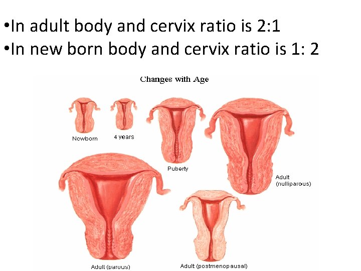  • In adult body and cervix ratio is 2: 1 • In new