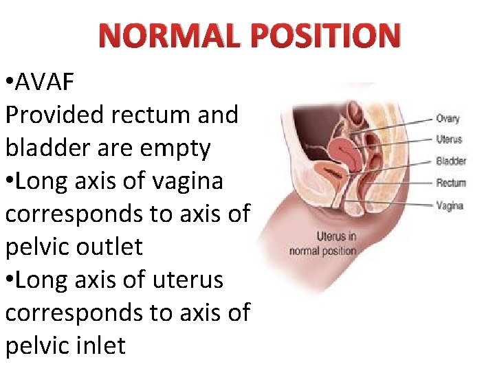 NORMAL POSITION • AVAF Provided rectum and bladder are empty • Long axis of
