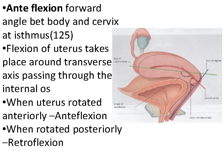  • Ante flexion forward angle bet body and cervix at isthmus(125) • Flexion