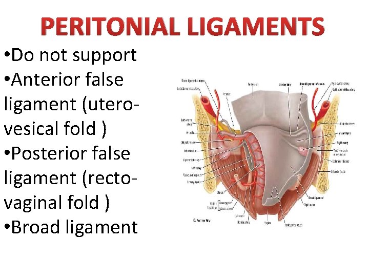 PERITONIAL LIGAMENTS • Do not support • Anterior false ligament (uterovesical fold ) •
