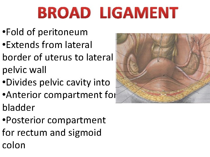 BROAD LIGAMENT • Fold of peritoneum • Extends from lateral border of uterus to