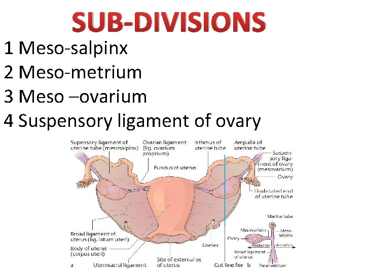 SUB-DIVISIONS 1 Meso-salpinx 2 Meso-metrium 3 Meso –ovarium 4 Suspensory ligament of ovary 