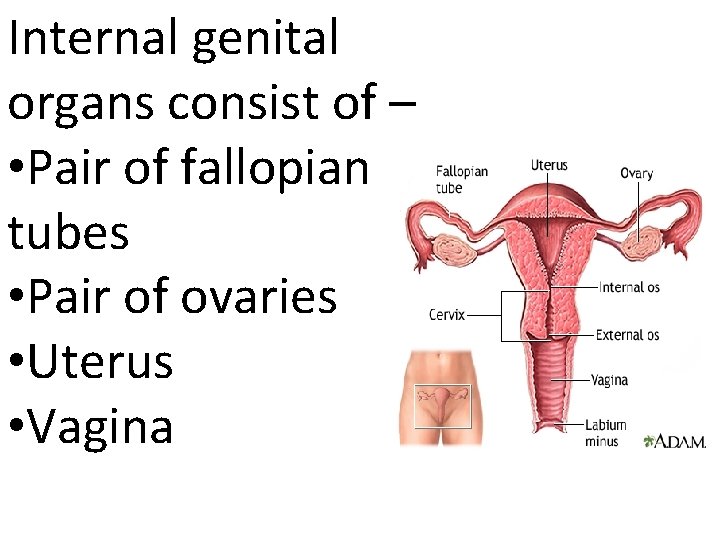 Internal genital organs consist of – • Pair of fallopian tubes • Pair of