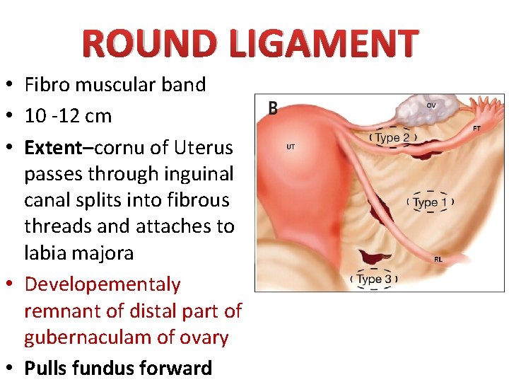 ROUND LIGAMENT • Fibro muscular band • 10 -12 cm • Extent–cornu of Uterus ROUND LIGAMENT • Fibro muscular band • 10 -12 cm • Extent–cornu of Uterus