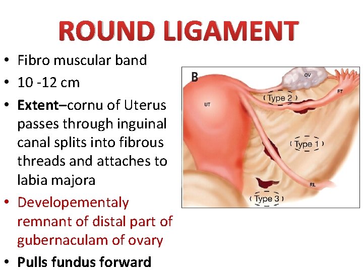 ROUND LIGAMENT • Fibro muscular band • 10 -12 cm • Extent–cornu of Uterus