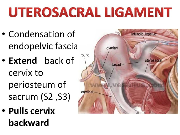 UTEROSACRAL LIGAMENT • Condensation of endopelvic fascia • Extend –back of cervix to periosteum