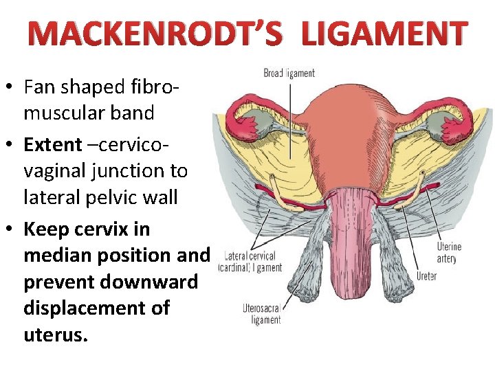 MACKENRODT’S LIGAMENT • Fan shaped fibromuscular band • Extent –cervicovaginal junction to lateral pelvic