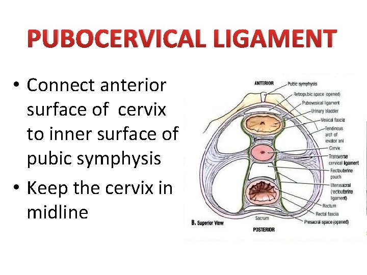 PUBOCERVICAL LIGAMENT • Connect anterior surface of cervix to inner surface of pubic symphysis