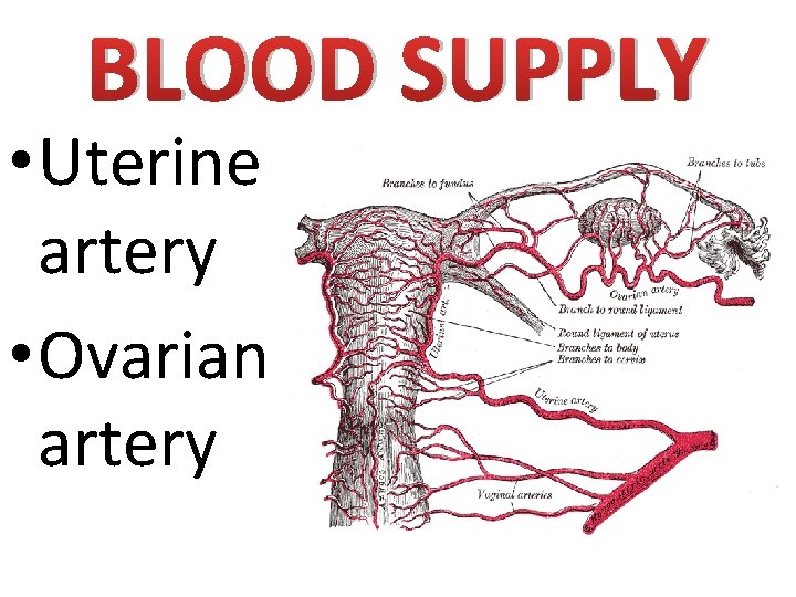 BLOOD SUPPLY • Uterine artery • Ovarian artery 