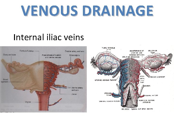 VENOUS DRAINAGE Internal iliac veins 