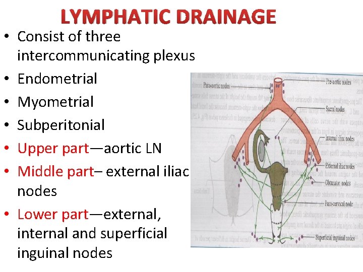 LYMPHATIC DRAINAGE • Consist of three intercommunicating plexus • Endometrial • Myometrial • Subperitonial