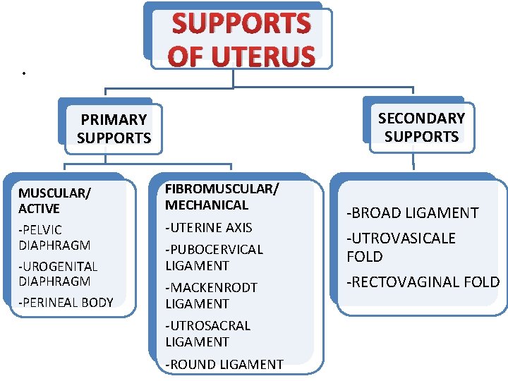 SUPPORTS OF UTERUS • SECONDARY SUPPORTS PRIMARY SUPPORTS MUSCULAR/ ACTIVE -PELVIC DIAPHRAGM -UROGENITAL DIAPHRAGM SUPPORTS OF UTERUS • SECONDARY SUPPORTS PRIMARY SUPPORTS MUSCULAR/ ACTIVE -PELVIC DIAPHRAGM -UROGENITAL DIAPHRAGM