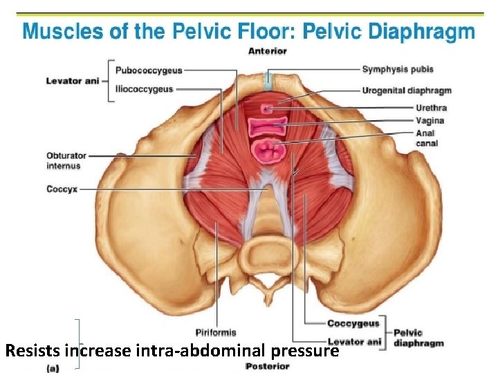 Resists increase intra-abdominal pressure Resists increase intra-abdominal pressure