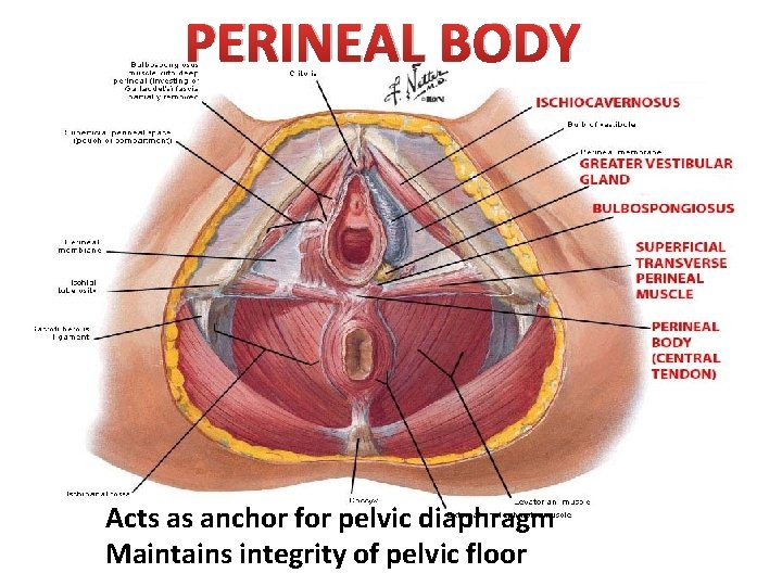PERINEAL BODY Acts as anchor for pelvic diaphragm Maintains integrity of pelvic floor 