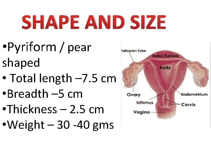 SHAPE AND SIZE • Pyriform / pear shaped • Total length – 7. 5 SHAPE AND SIZE • Pyriform / pear shaped • Total length – 7. 5