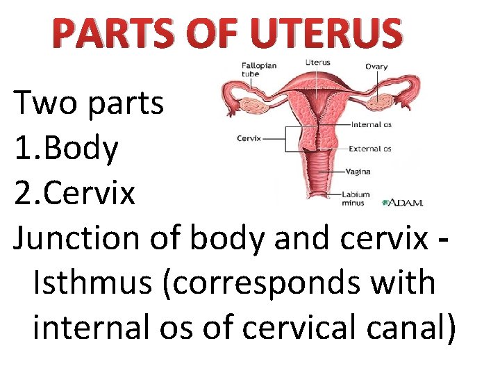 PARTS OF UTERUS Two parts 1. Body 2. Cervix Junction of body and cervix
