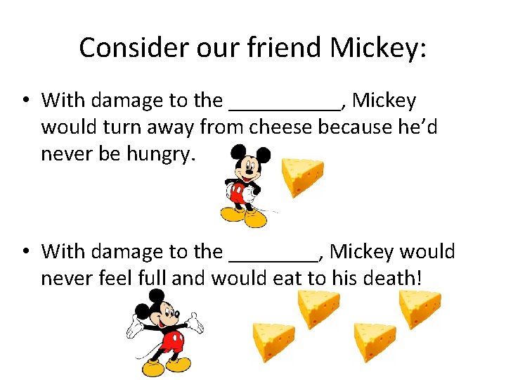 Consider our friend Mickey: • With damage to the _____, Mickey would turn away
