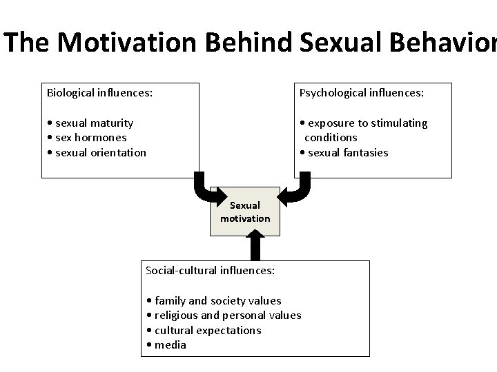 The Motivation Behind Sexual Behavior Biological influences: Psychological influences: • sexual maturity • sex