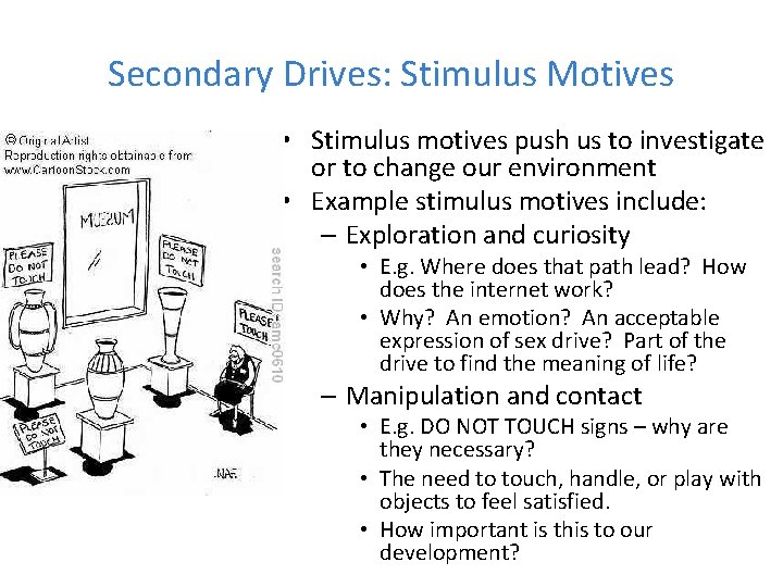 Secondary Drives: Stimulus Motives • Stimulus motives push us to investigate or to change