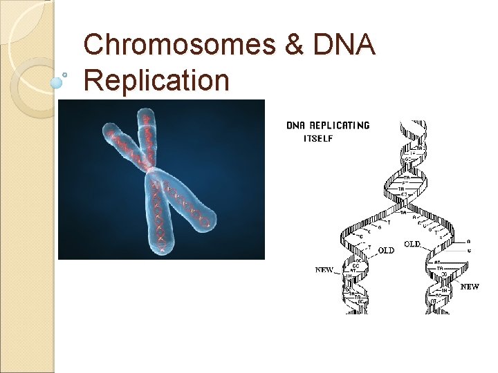 Chromosomes & DNA Replication 