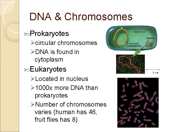 DNA & Chromosomes Prokaryotes Øcircular chromosomes ØDNA is found in cytoplasm Eukaryotes ØLocated in