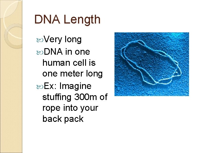 DNA Length Very long DNA in one human cell is one meter long Ex: