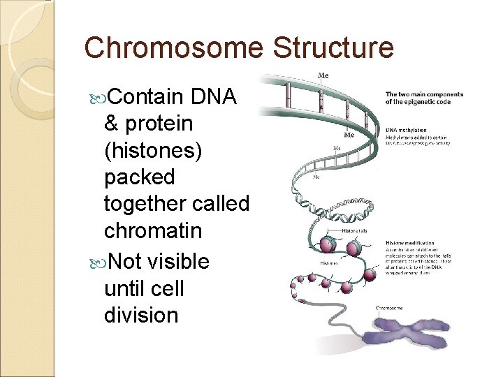 Chromosome Structure Contain DNA & protein (histones) packed together called chromatin Not visible until
