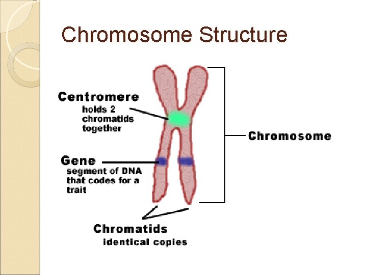 Chromosome Structure 